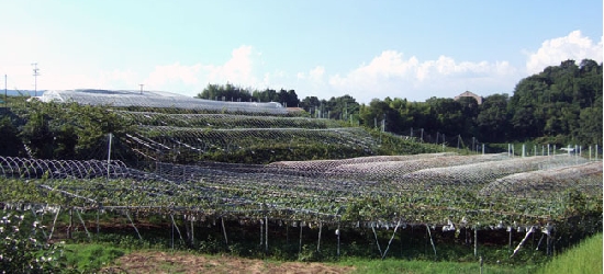 2010_0905ブドウばたけ.jpg