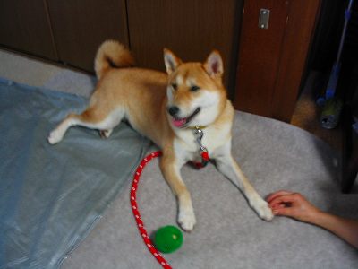 ���傢��������