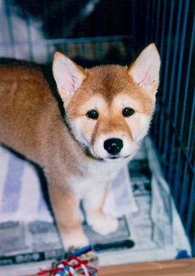 ���傤�߂�